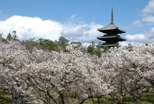 今度こそ行きたい！京都の桜5選