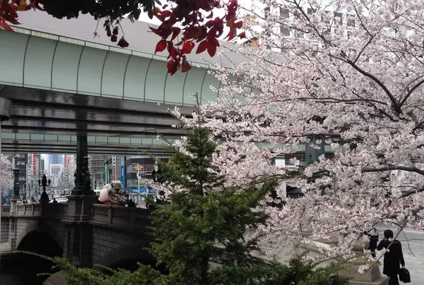 日本橋の桜はどこか艶やか