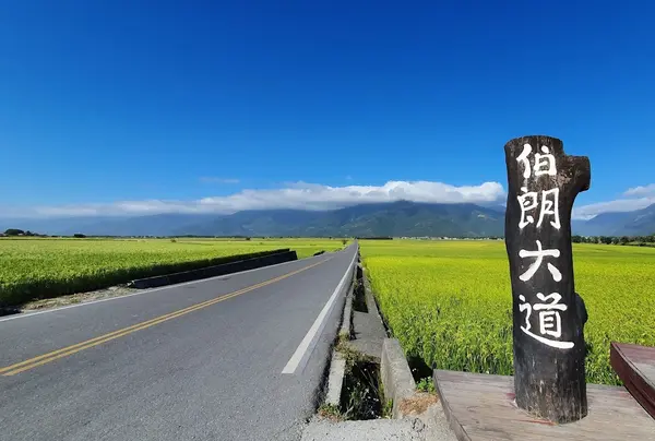 Takeshi Kaneshiro Tree