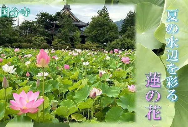 信濃国分寺