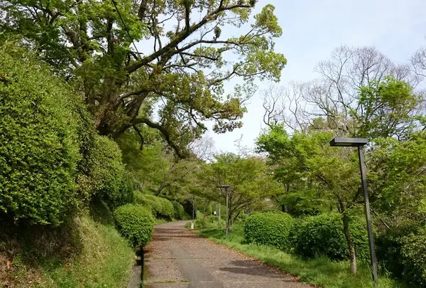 菊池神社階段の横に通る道路