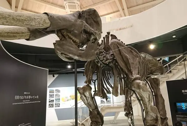 アジアゾウの化石