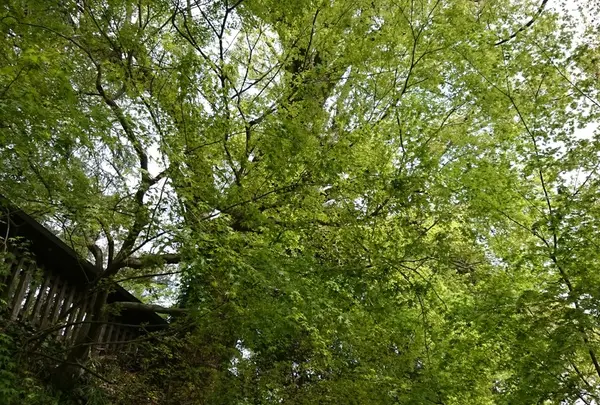 菊池神社境内付近の木々