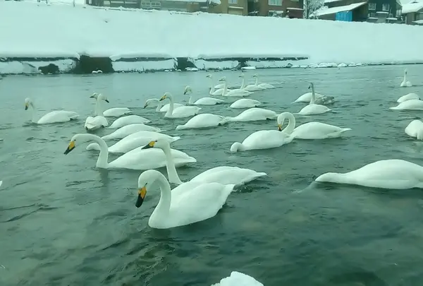 白鳥の郷公苑