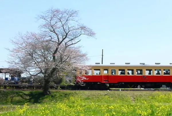 小湊鐵道 いすみ鉄道 菜の花に染まる 房総半島横断の旅 Holiday ホリデー