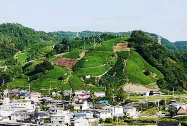 京都府景観遺産１「釜塚（かまつか）の茶畑」