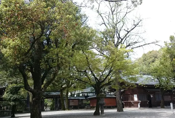 菊池神社の写真・動画_image_174102