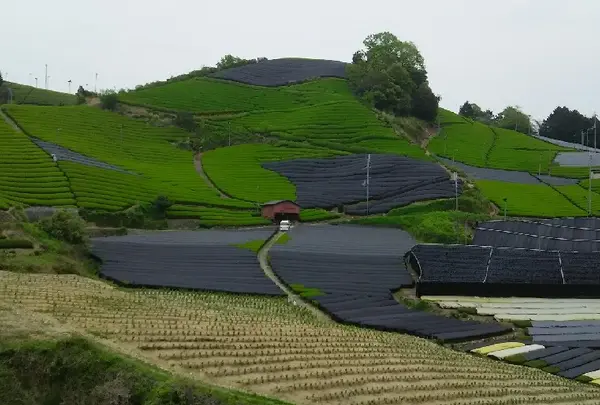 石寺の茶畑の写真・動画_image_73860