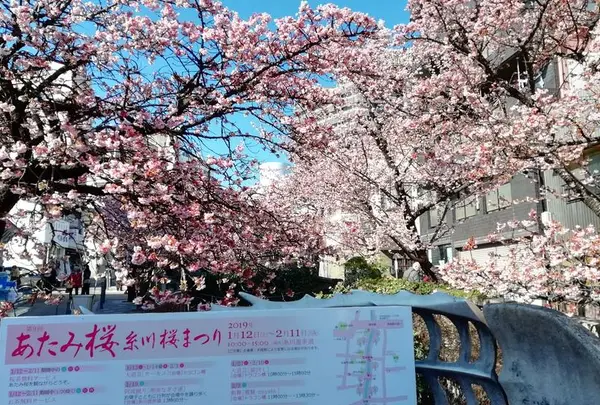 熱海桜の写真・動画_image_517900