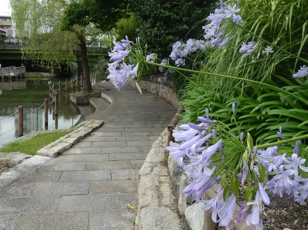 川を彩る夏の花たち～紫君子蘭～