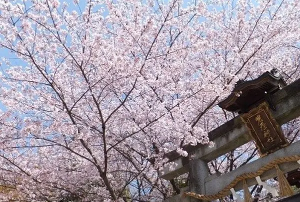 岩屋神社の写真・動画_image_63347