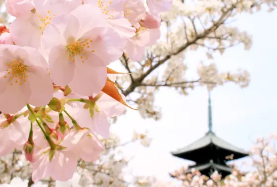 遅咲きの御室桜