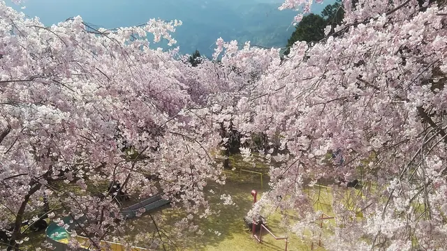 【春の観光におすすめ！川根にお花見に来ませんか？】大井川上流、川根本町周辺のお花見スポット！