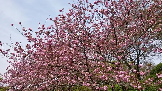 まだまだあります菊池の桜＆草木の萌える緑＆日本の名湯百選菊池温泉でつるつる美肌の温泉三昧