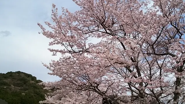 三重県・大台町桜スポット巡り２０１６
