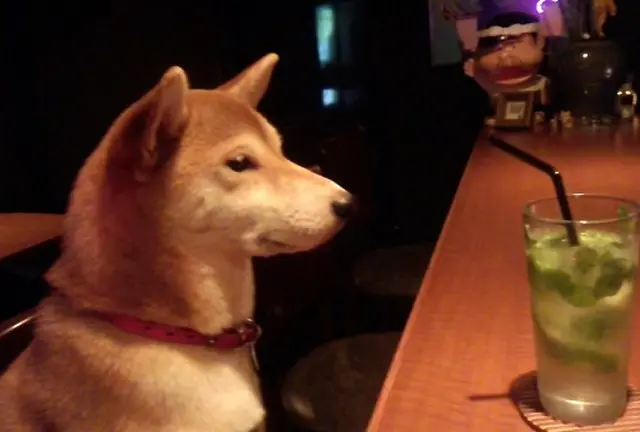柴犬の店長ハナさんのいる渋谷のBar & さわげる学校＆オタク系Bar