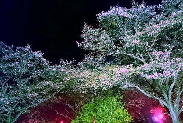 上米公園の「春の桜まつり」