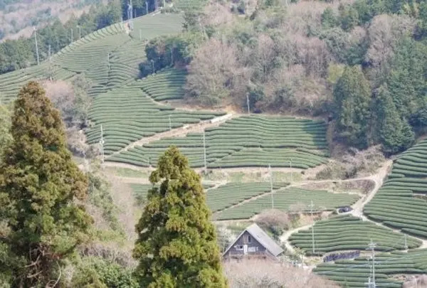 京都府景観遺産２「撰原（えりはら）の茶畑」