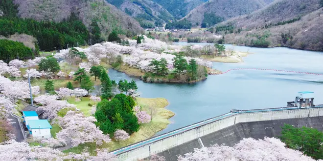 知る人ぞ知る「京都美山」おすすめ桜スポット3選