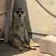 ぴょんきち