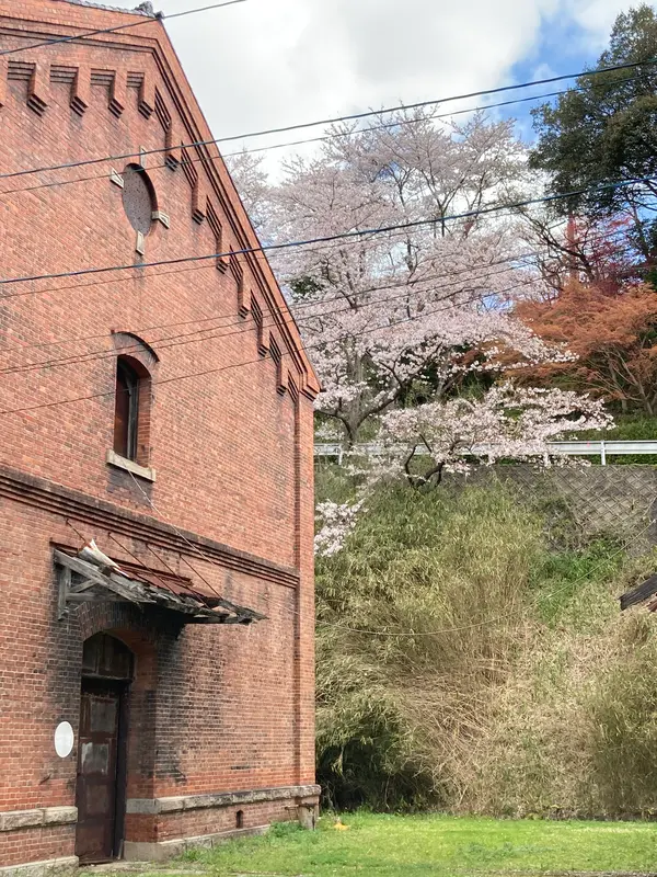 赤れんが倉庫と桜