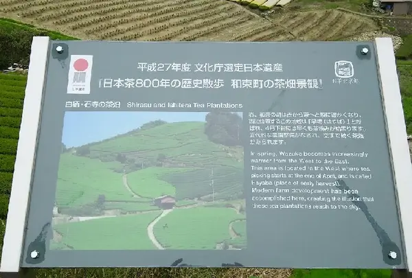 石寺の茶畑の写真・動画_image_73861