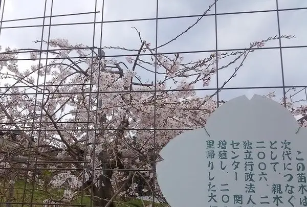 畑のしだれ桜の写真・動画_image_128799