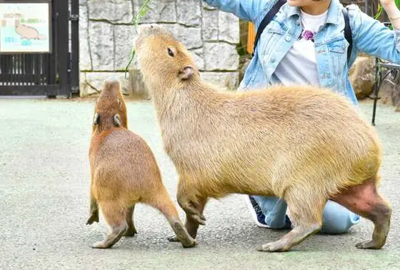 カピバラに餌付け