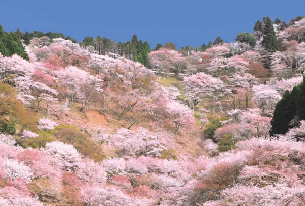 吉野山の桜　奈良