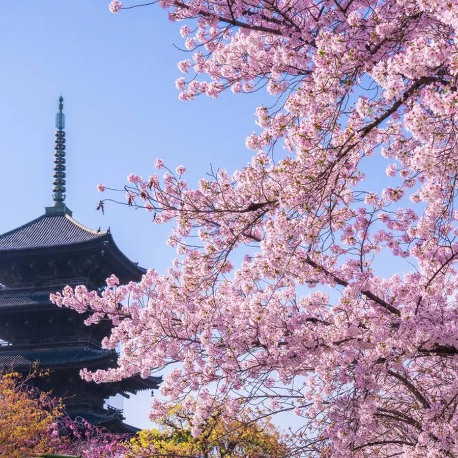 京都観光 年3月はここをチェック Holiday ホリデー