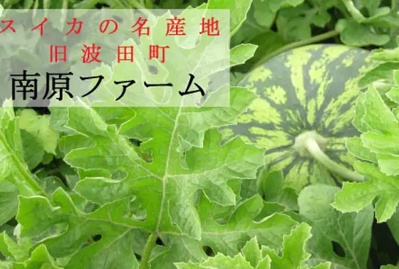 波田スイカ