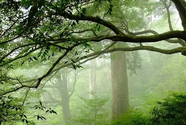 屋久島自然休養林（ヤクスギランド）