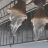 ʀᴇɴᴀ