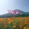 KOBAMACHIさんぽ