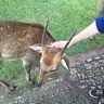 キャベツ