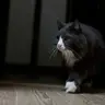 もりのやまねこ