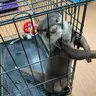 ピー助